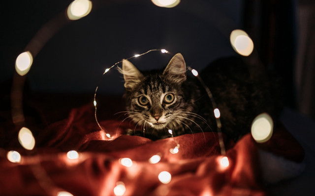 Cat blanket lights sad bokeh free wallpaper for desktop - medium preview image