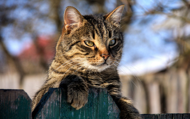 Sad cat on fence photorealistic free wallpaper for desktop - medium preview image