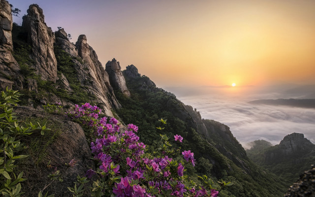 Mountain flower sunset clouds mist free wallpaper for desktop - medium preview image