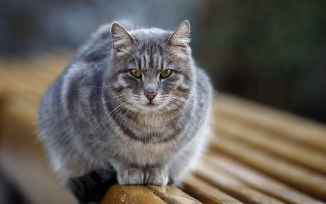 Cat bench window floor yellow free wallpaper for desktop - medium preview image
