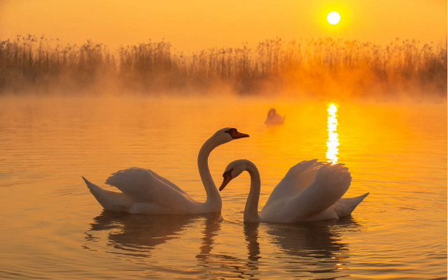 Swans lake sunset fog moon free wallpaper for desktop - medium preview image