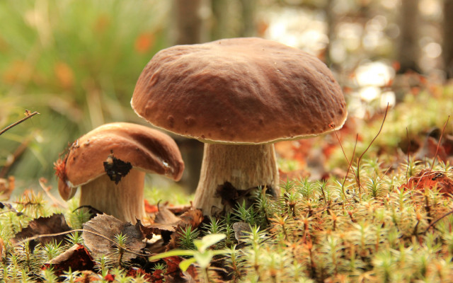 Mushrooms grass autumn nature blurry free wallpaper for desktop - medium preview image