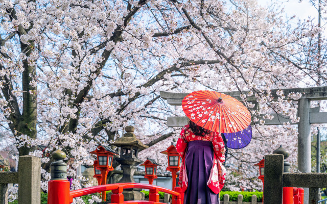 Woman kimono umbrella cherryblossoms bridge free wallpaper for desktop - medium preview image