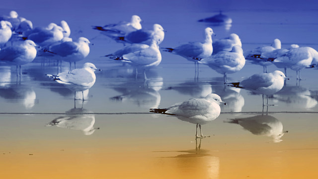 Seagulls beach ocean reflection impressionist free wallpaper for desktop - medium preview image