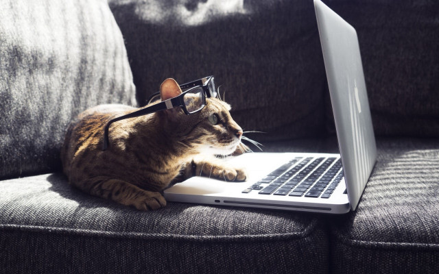 Cat glasses laptop couch furry free wallpaper for desktop - medium preview image