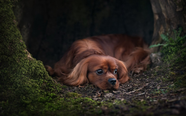 Dog forest moss tree bush free wallpaper for desktop - medium preview image