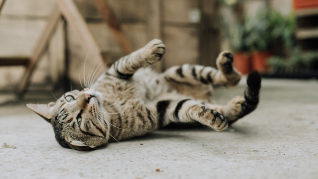 Cat laying on back blurred free wallpaper for desktop - medium preview image