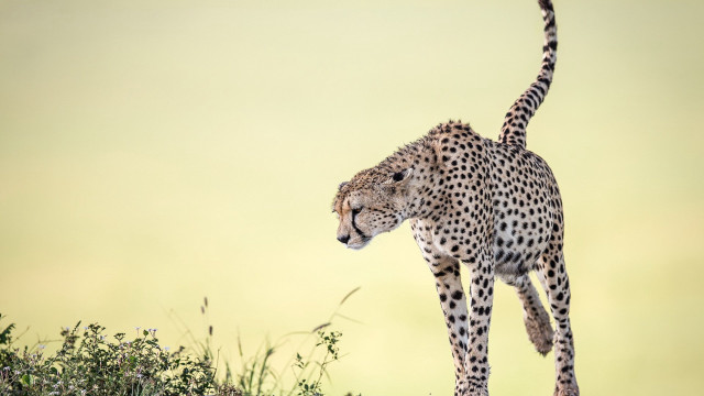 Cheetah grassy hill arabesque wildlife free wallpaper for desktop - medium preview image
