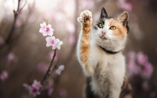 Cat branch cherry blossoms bokeh free wallpaper for desktop - medium preview image
