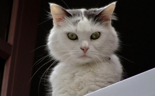 White cat green eyes window free wallpaper for desktop - medium preview image