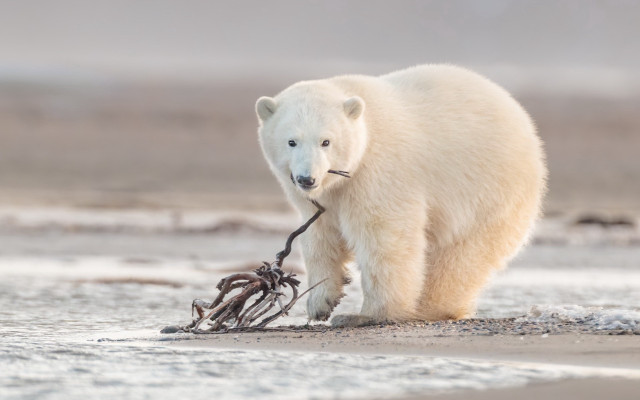 Polar bear beach branch twig free wallpaper for desktop - medium preview image