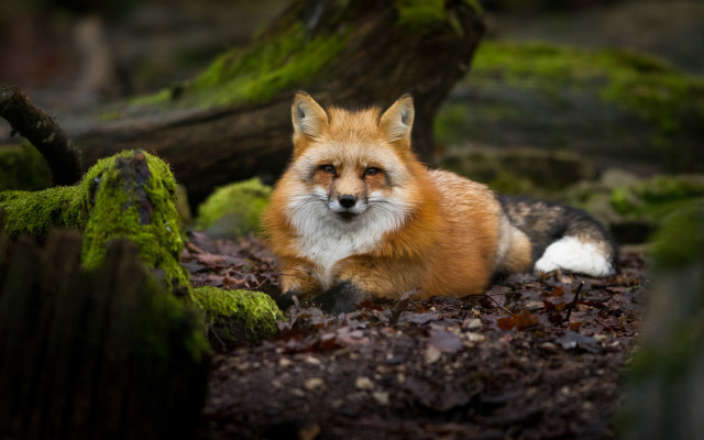 Red fox woods moss focus free wallpaper for desktop - medium preview image