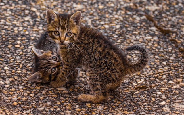 Kittens playing gravel rocks fence free wallpaper for desktop - medium preview image