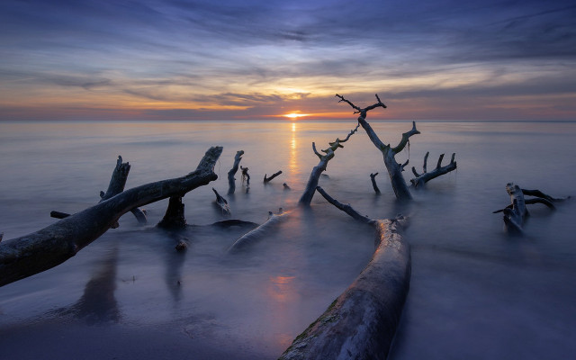 Beach tree trunks sunset clouds free wallpaper for desktop - medium preview image
