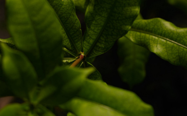 Green leafy plant red center free wallpaper for desktop - medium preview image