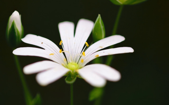 White flower lily butterfly macro free wallpaper for desktop - medium preview image