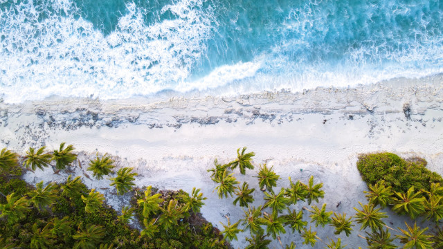 Beach trees water people palm free wallpaper for desktop - medium preview image