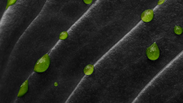 Green leaves black cloth water free wallpaper for desktop - medium preview image