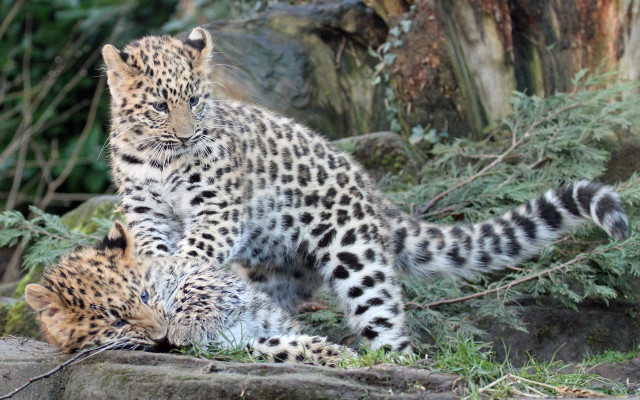 Small animals rock wall tree free wallpaper for desktop - medium preview image