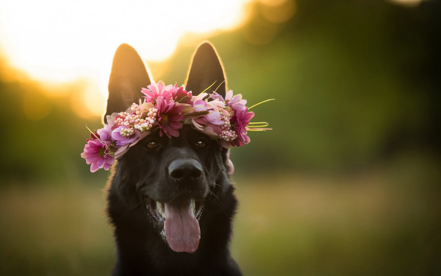 Dog flower crown smile furry free wallpaper for desktop - medium preview image