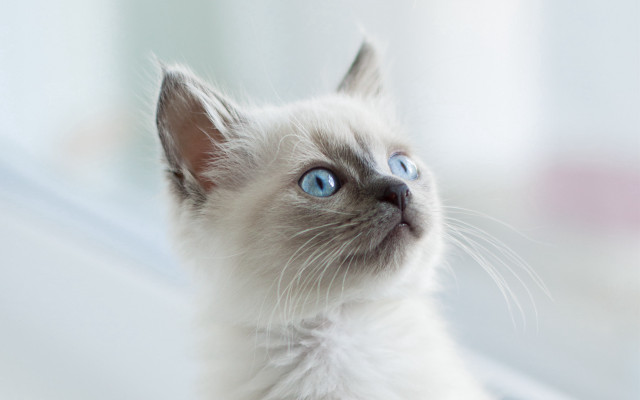 White cat blue eyes window #4 free wallpaper for desktop - medium preview image