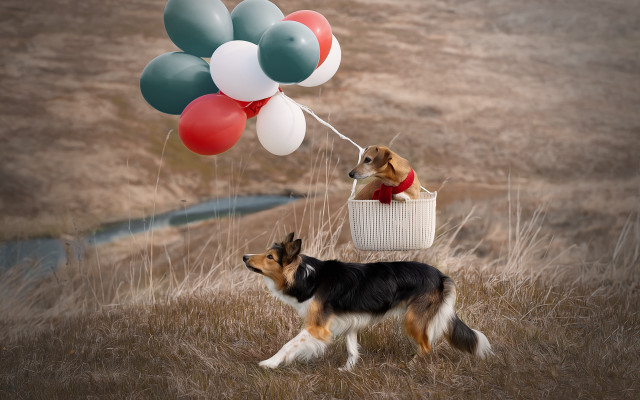 Dog basket balloons animal photography free wallpaper for desktop - medium preview image