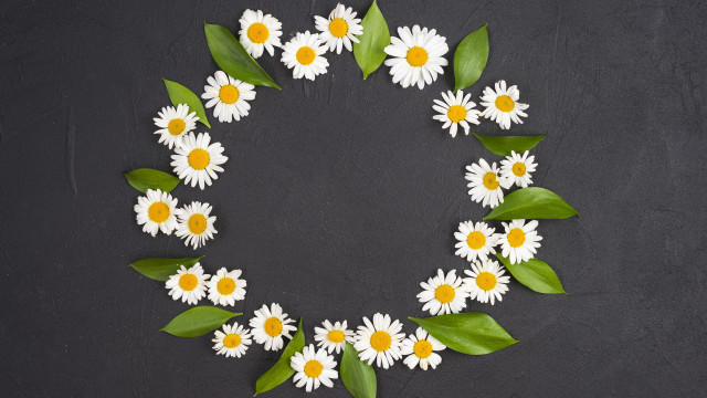 Daisy leaf flower ecological bouquet free wallpaper for desktop - medium preview image