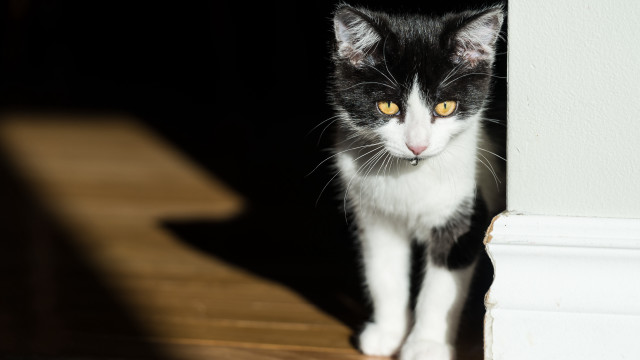 Black white cat wall door free wallpaper for desktop - medium preview image