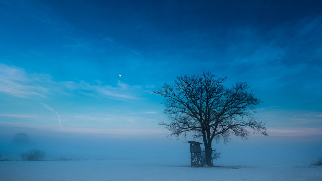 Lone tree snowy field blue #8 free wallpaper for desktop - medium preview image
