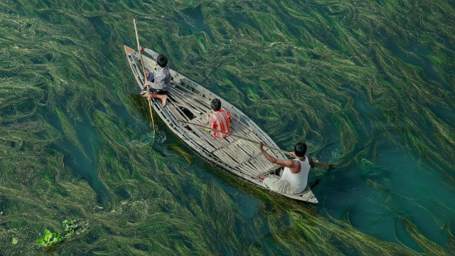Seaweed people boat fish nature free wallpaper for desktop - medium preview image