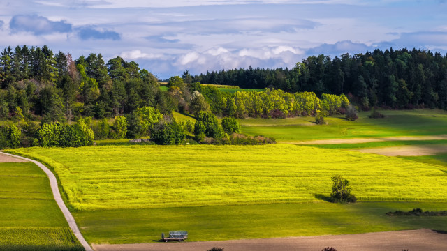 Field dirt road bench trees free wallpaper for desktop - medium preview image