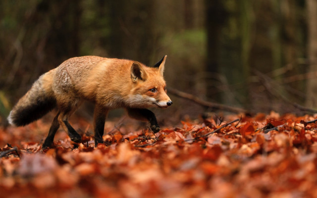 Red fox autumn leaves forest free wallpaper for desktop - medium preview image