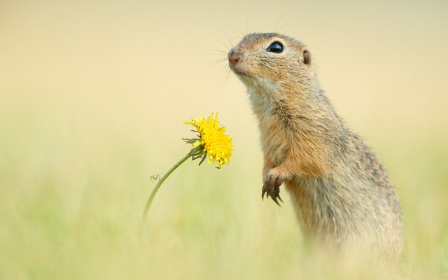 Squirrel standing dandelion field ecological free wallpaper for desktop - medium preview image