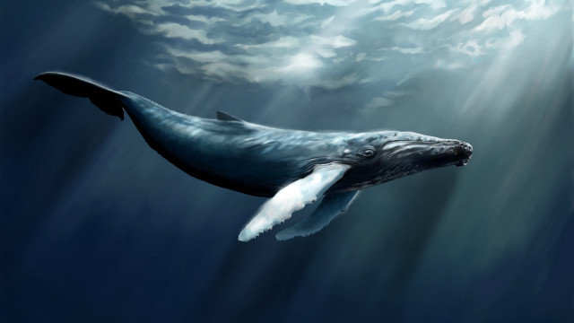 Humpback whale ocean sky clouds free wallpaper for desktop - medium preview image