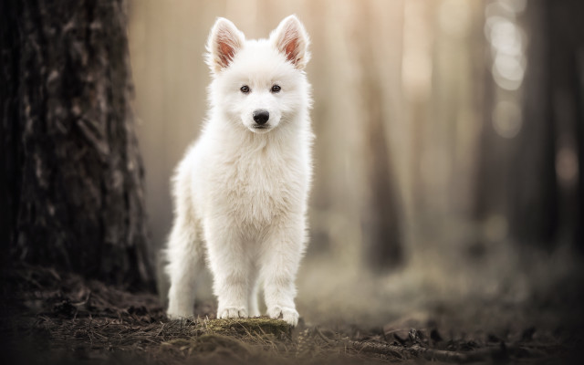 White dog woods closed light free wallpaper for desktop - medium preview image