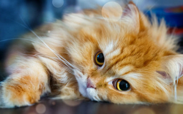 Cat white fur eyes wide free wallpaper for desktop - medium preview image