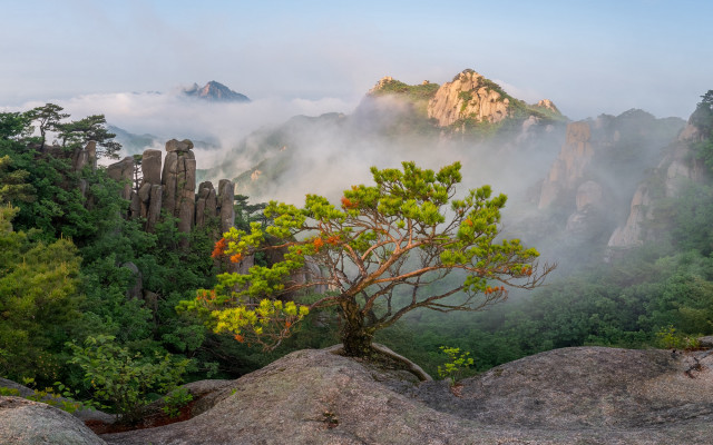 Mountain tree fog river landscape free wallpaper for desktop - medium preview image