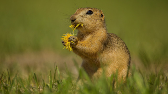 Small rodent eating flower field free wallpaper for desktop - medium preview image