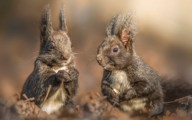 Small brown rabbits field portrait free wallpaper for desktop - medium preview image