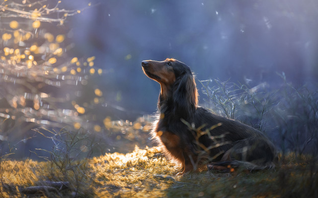 Dog sitting grass looking up #2 free wallpaper for desktop - medium preview image