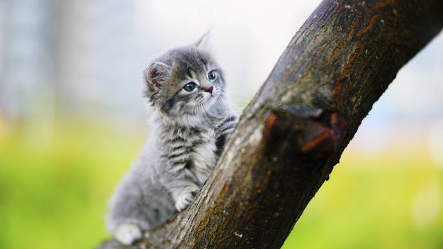 Small kitten on branch sad free wallpaper for desktop - medium preview image