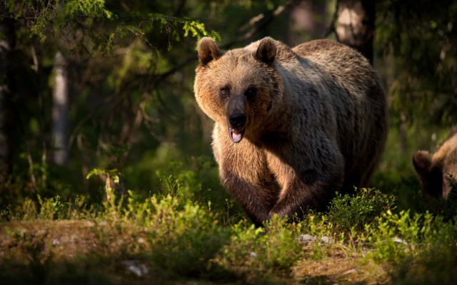 Brown bear walking forest open free wallpaper for desktop - medium preview image