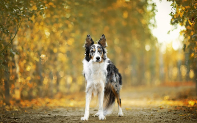 Dog woods autumn leaves blurry free wallpaper for desktop - medium preview image