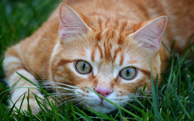 Cat sad eyed laying in free wallpaper for desktop - medium preview image