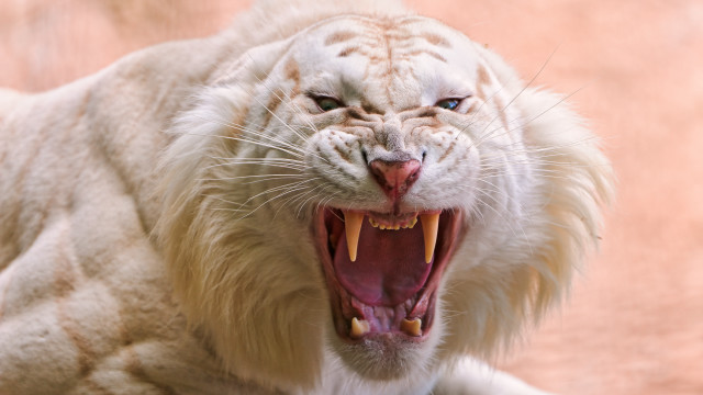 White tiger open mouth blue #2 free wallpaper for desktop - medium preview image
