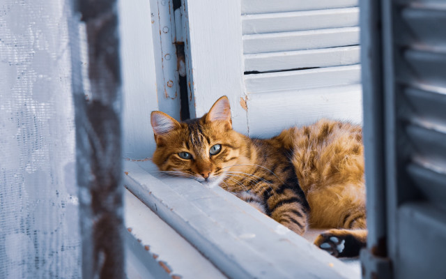 Cat window sill outdoor blurry free wallpaper for desktop - medium preview image