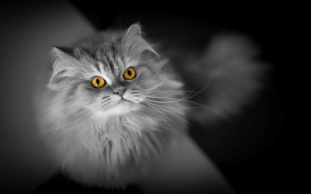 Cat yellow eyes black background free wallpaper for desktop - medium preview image