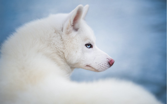 White dog blue eyes blue free wallpaper for desktop - medium preview image
