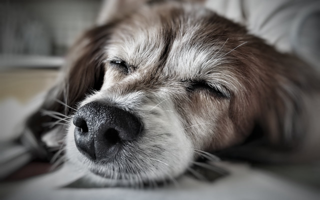 Dog sleeping bed pillow photorealism free wallpaper for desktop - medium preview image