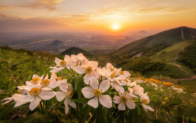 Flower field sunset valley hills free wallpaper for desktop - medium preview image